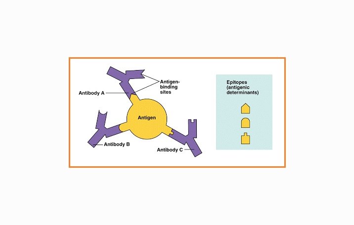 Sebutkan Jenis Jenis Antibodi Dan Jelaskan Masing Masing Berbagai Jenis Itu