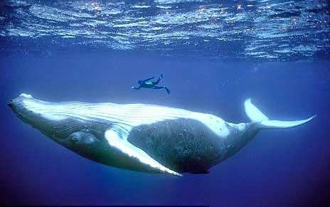 A MAGYAROK TUDÁSA: CETEK