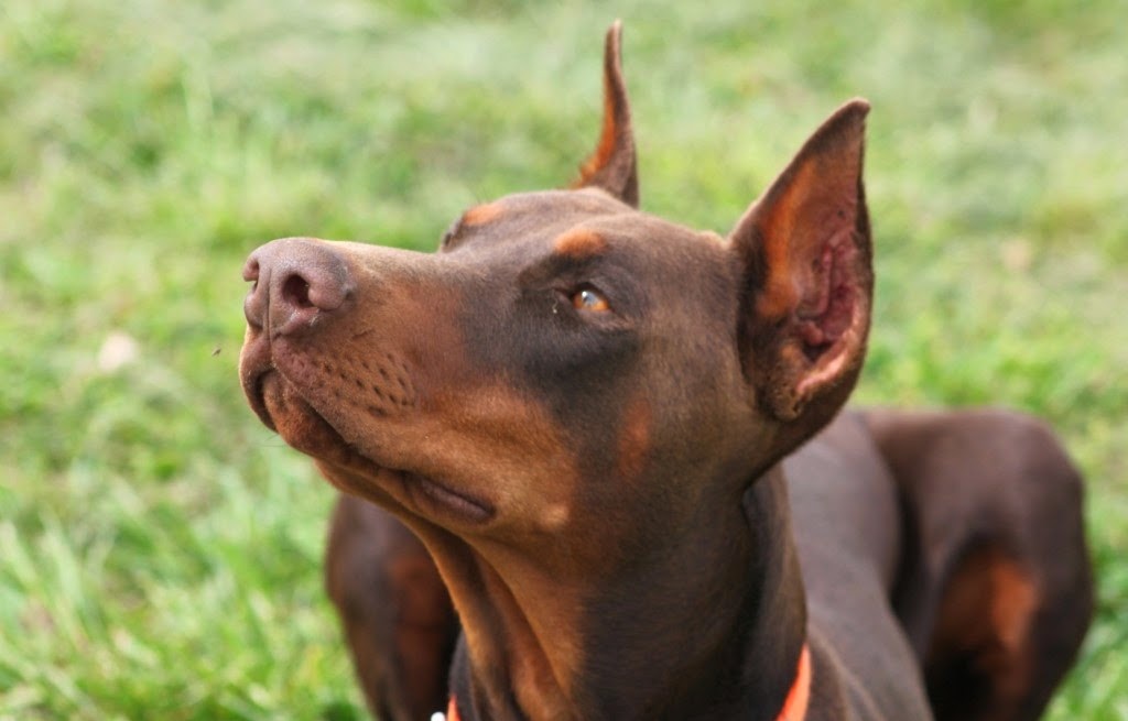 alpha breeding service red baron doberman