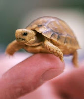 Most Popular Best Pets In The World - Turtles