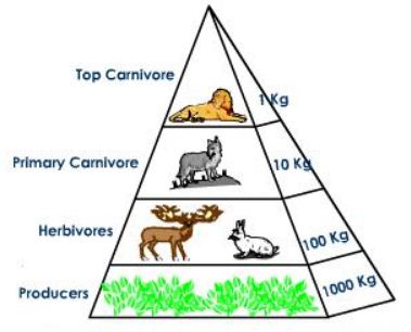 Perbedaan Ekologi Dan Ekosistem Eva