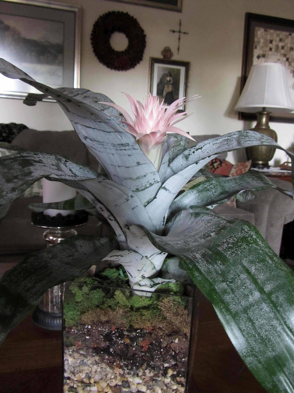 Creative Journeys Silver Vase Bromeliad simply stunning