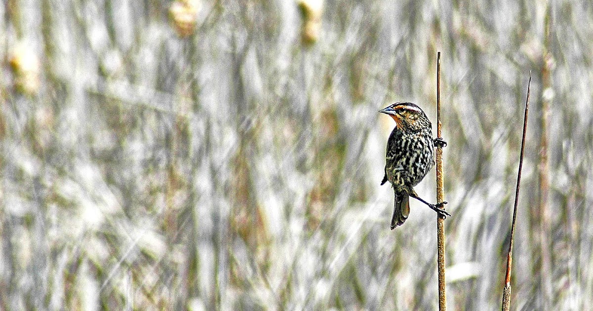Nikon Sniper Swamp Birds of the Midwest