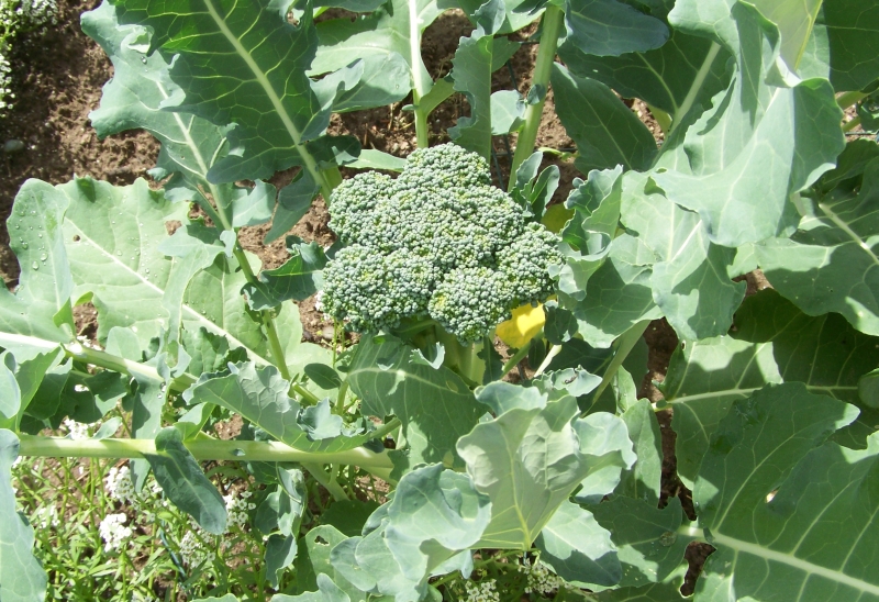 Annie's Kitchen Garden: June 18, 2012 - Second Post Today