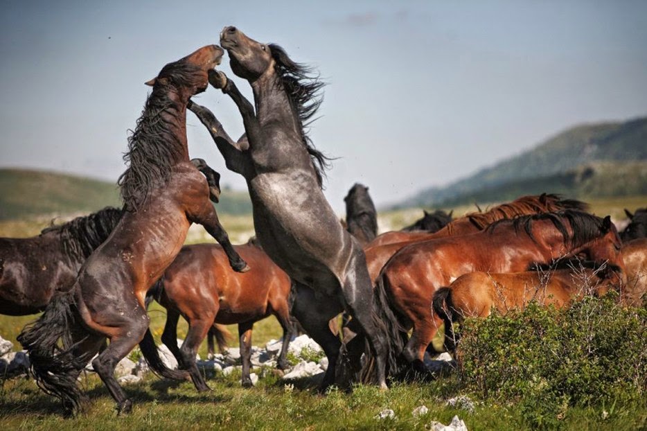 50 Powerful Photos Capture Extraordinary Moments In The Wild - Two Stallions Battle For Dominance.