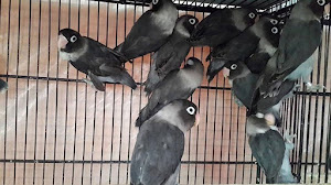 47+ Harga burung labet batman terupdate