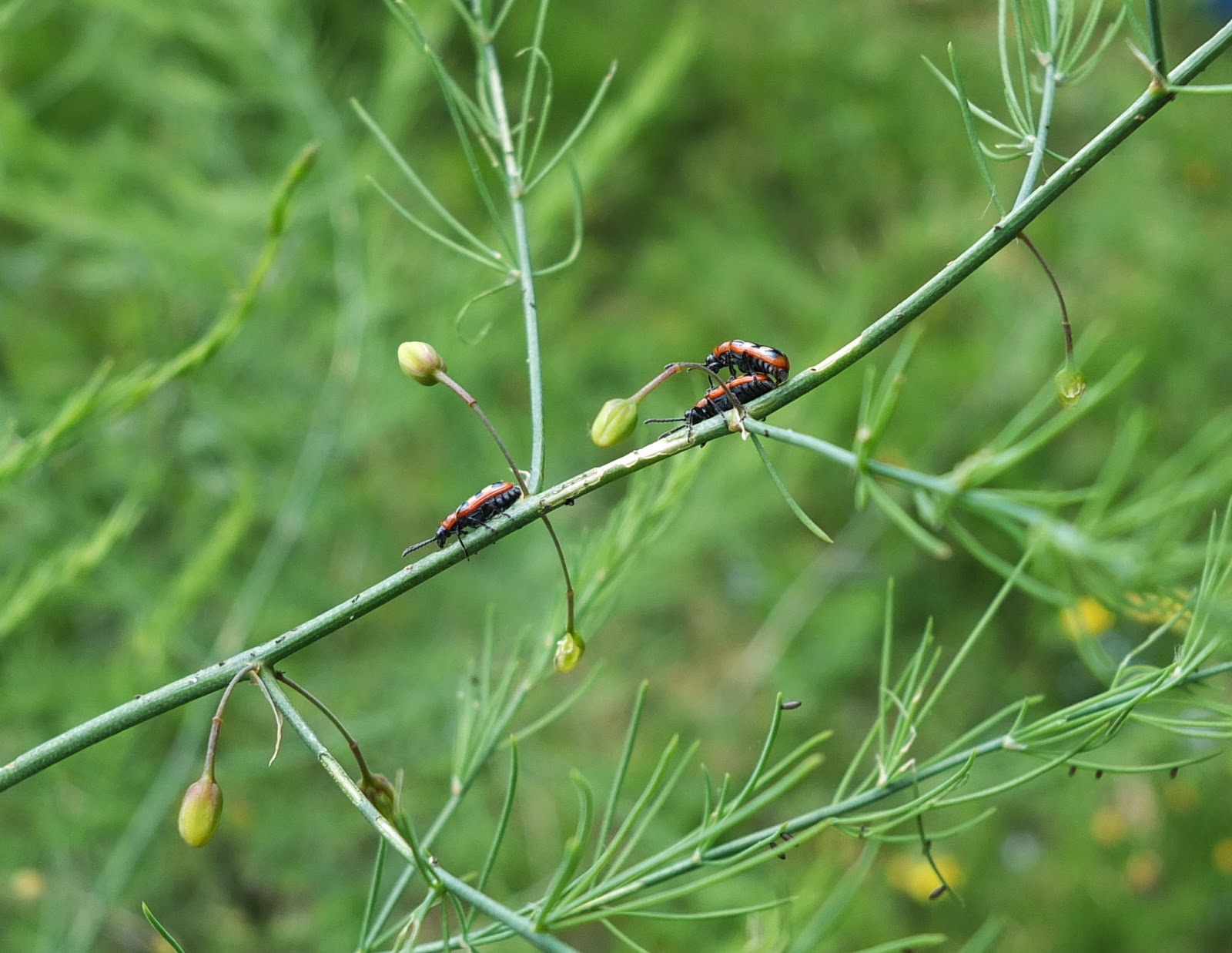 Common Asparagus Beetle