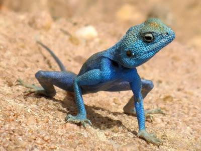 Iguane bleu sur le sable aux îles Caimans