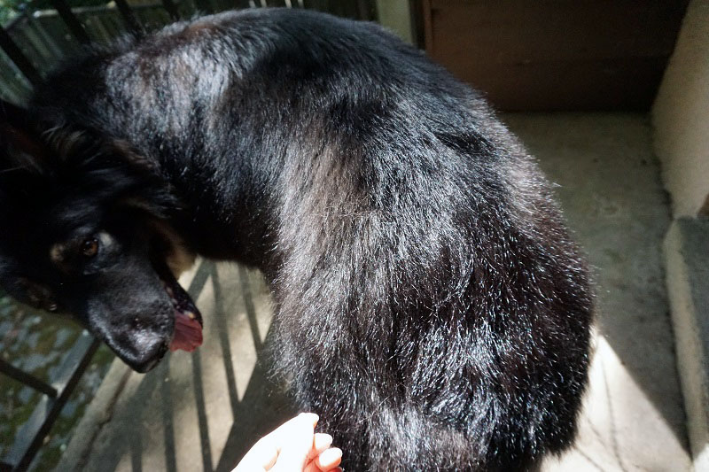 北バージニア犬聞録 7月 19