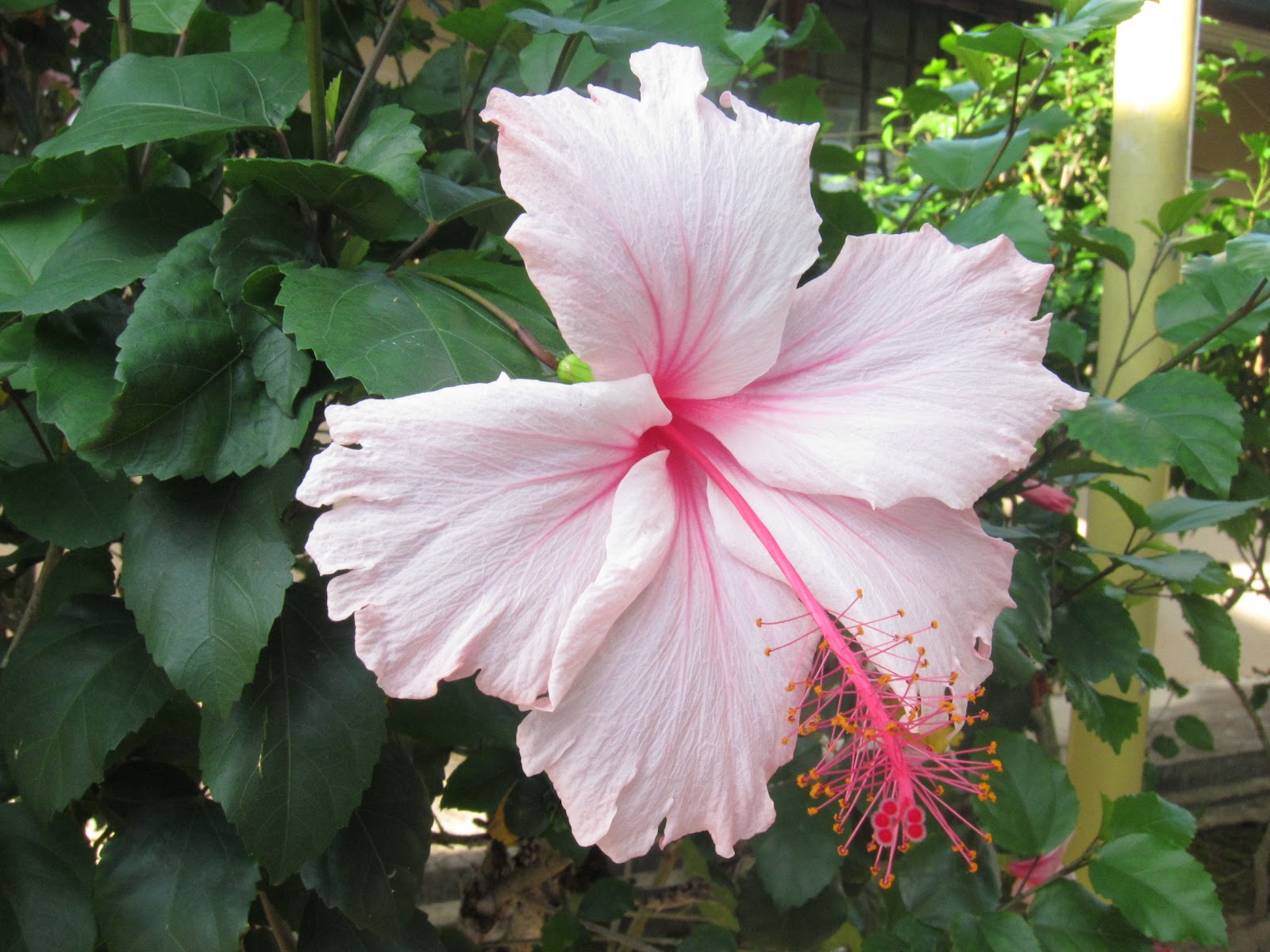 Green Fingers Community, SMK Majakir Papar Hibiscus rosasinensis Our