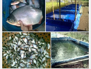 Cara Budidaya Ikan Bawal Dalam Kolam Terpal - Pertanian & Perkebunan