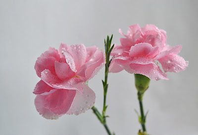 Hermosos claveles de color rosa después de la lluvia