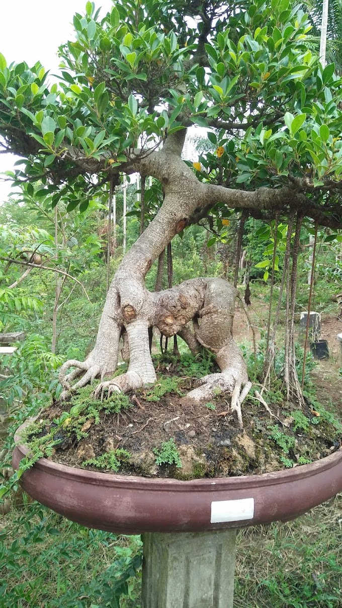 TIPS DAN TRIcK MENANAM BAKALAN BONSAI BERINGIN UNIK