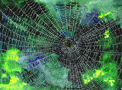 spider web spiders webs dew painting watercolor drops spiderwebs types spiderweb pretty water google bing different interrupted patterns cyrille jubert