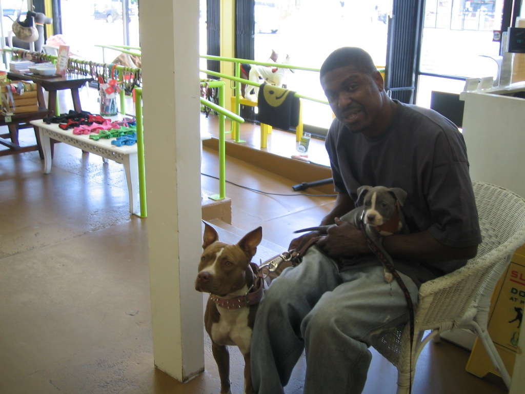 Venicepets TODAY S CUSTOMER MISTER COCO PITBULLS 