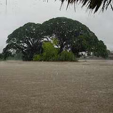 Torrential Downpour, Islitas, Panama