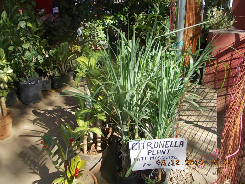 Cheap Cures (Affordable Health Care) Citronella grass vs