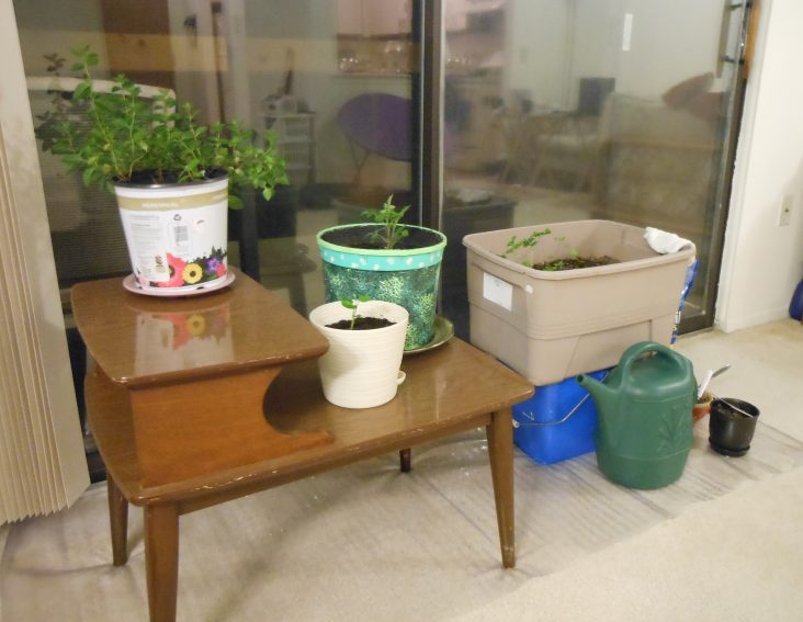 Good things, 'nuff said. Bucket Garden! Indoor version.
