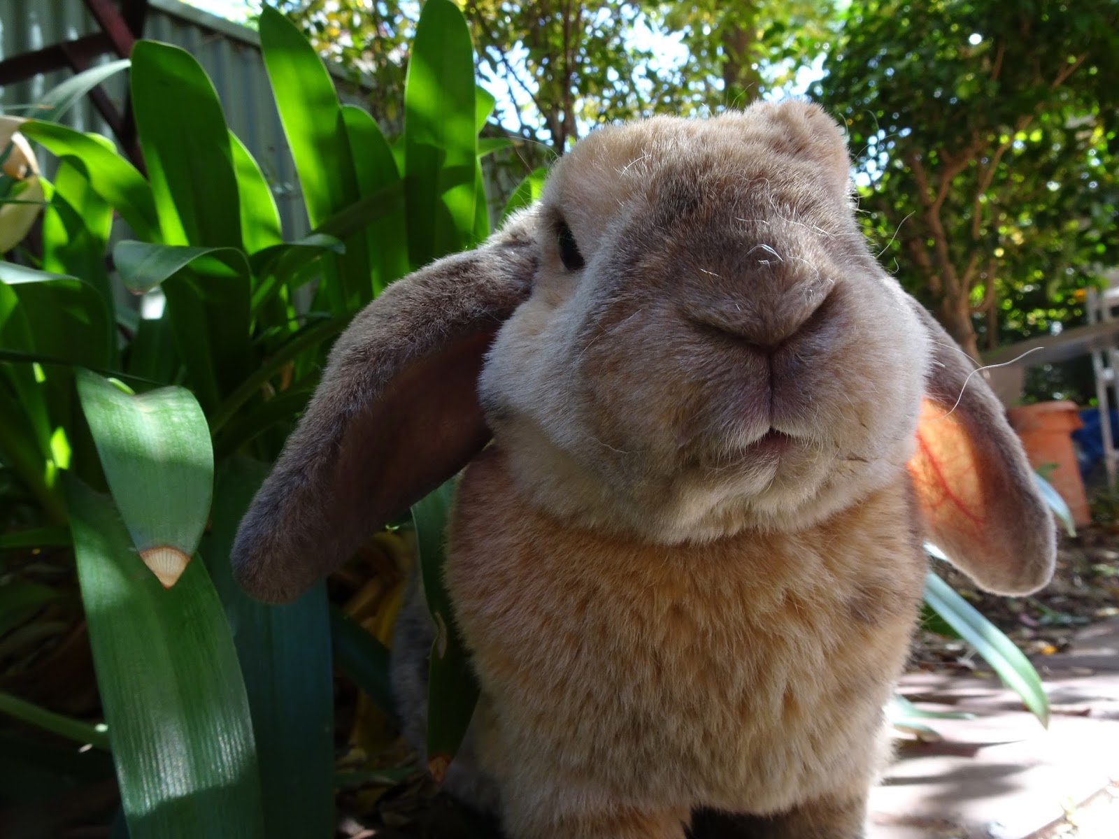 Rabbit Nibbles Pros and Cons Of Getting A Rabbit As A Pet