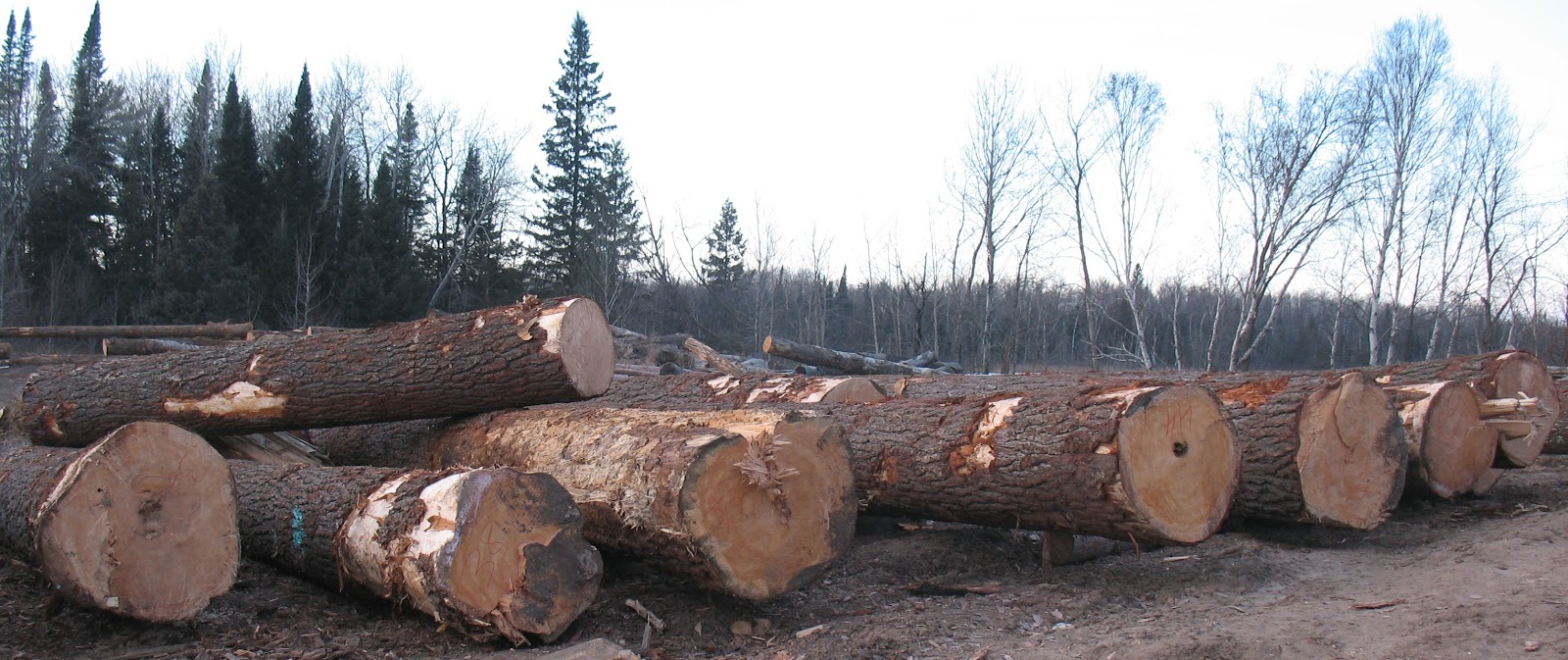 Wille Logging Lumber & Timber Enormous White Pine Logs
