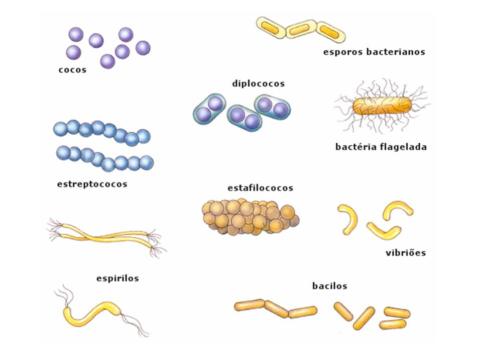 Bacterias metanogenicas