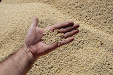 Harvesting barley 2013 with Claas Lexion