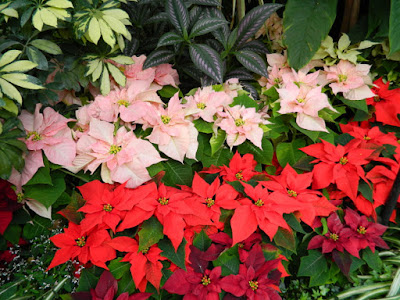 Allan Gardens Conservatory Christmas Flower Show 2015 layers of poinsettias by garden muses-not another Toronto gardening blog