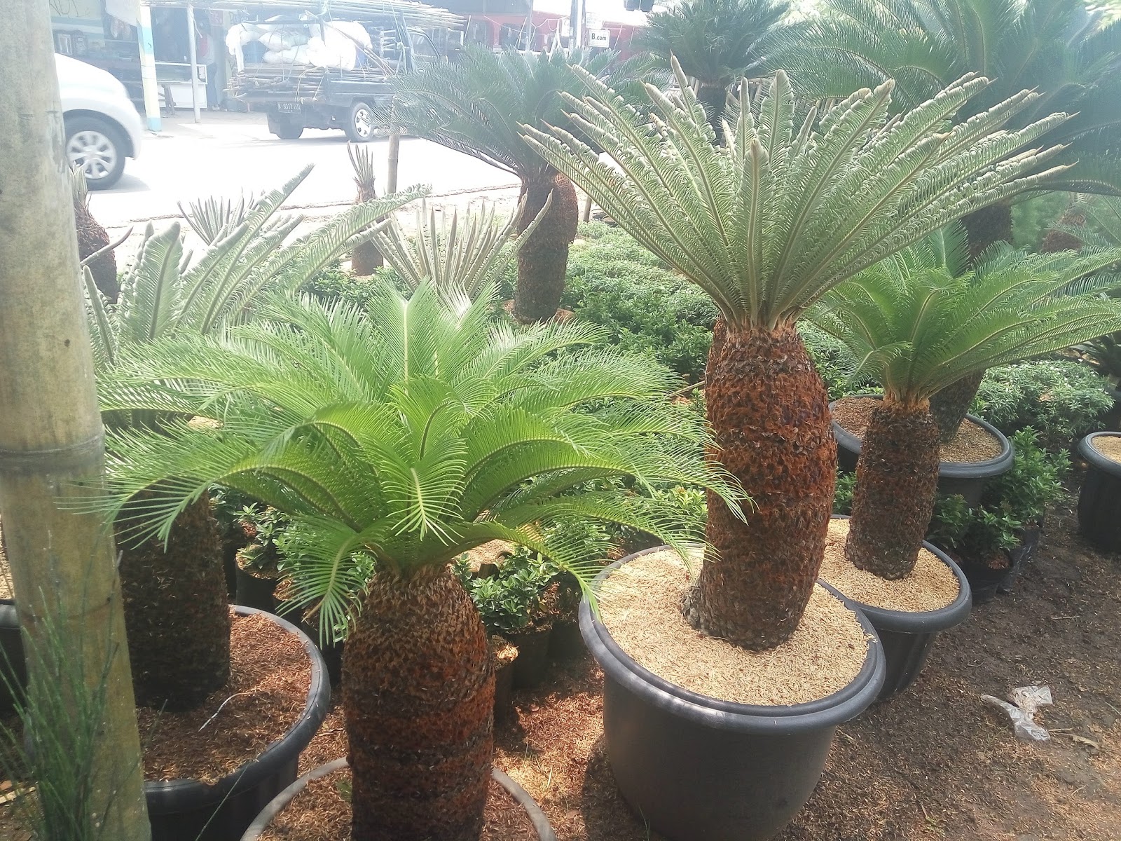 Pohon sikas murah - Galeri pohon sikas - Tukang Taman - JUAL TANAMAN