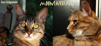 moonlightcat13