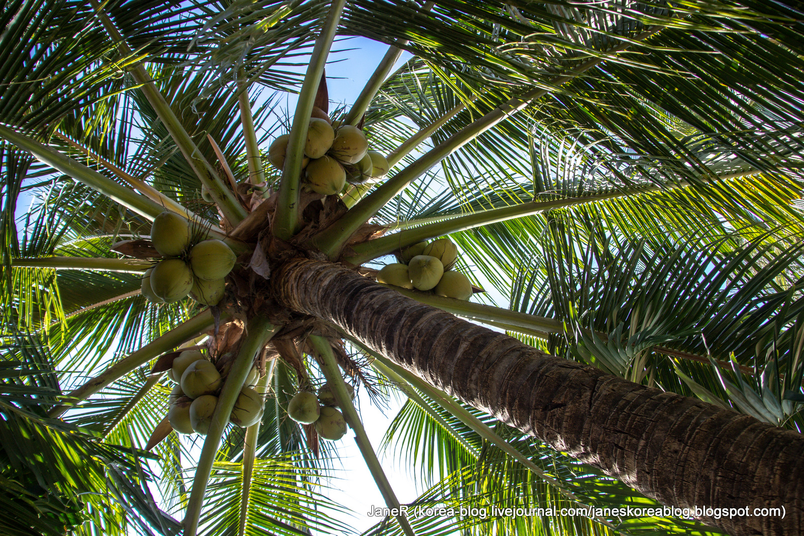 растения теплых стран. в каких странах растут кокосы. кокосовая пальма. кокосы на пальме. кокос nucifera.