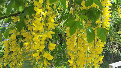 How to grow Laburnum x watereri 'Vossii' yellow flowers of Laburnum x watereri 'Vossii'