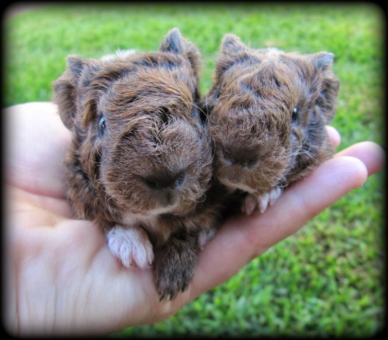 All Things Guinea Pig Expected Litters