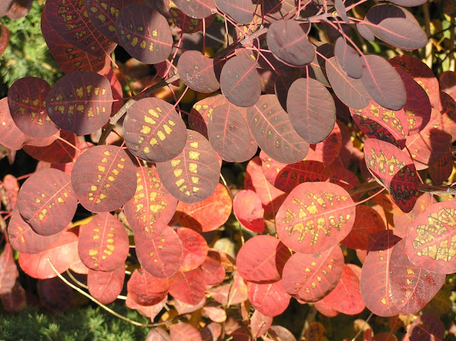 cotinus coggygria