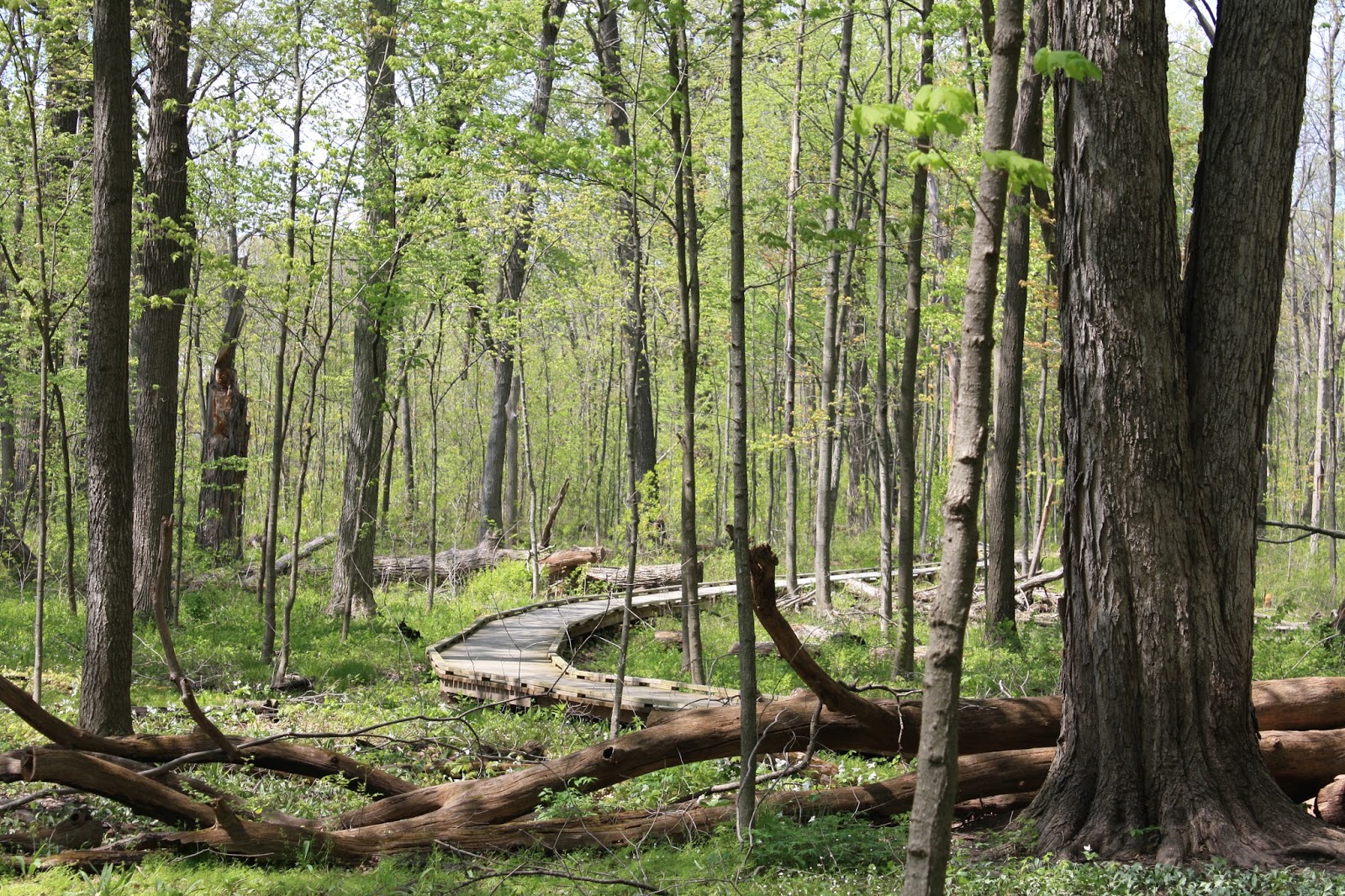 Ryerson Woods Trail Map A Little Time And A Keyboard Ryerson Conservation Area In Deerfield Pure Wow