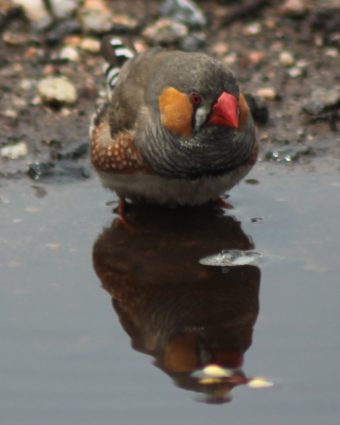 Richard Waring's Birds of Australia Photos of Zebra Finches taking a bath