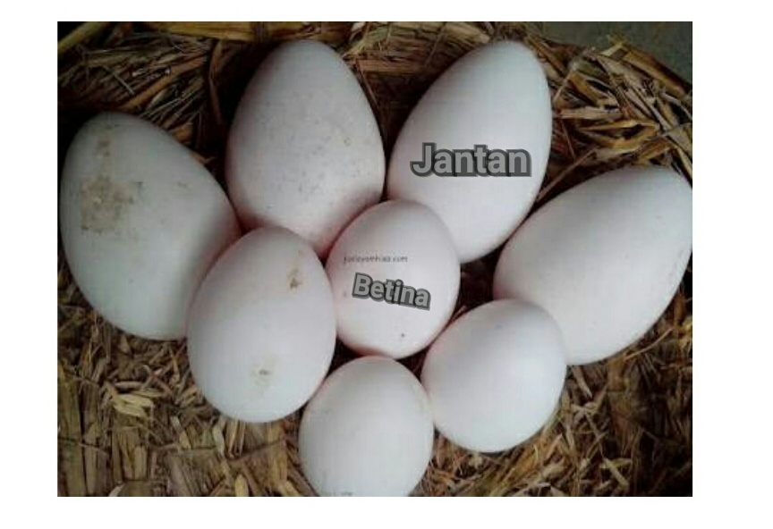 Cara Membedakan Telur Ayam Jantan
