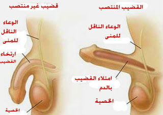 منوعات كول كثيرا من الاعضاء عندهم مشكلة فى سرعة القذف وكيف تعالج نفسك من استمناء الزوجات