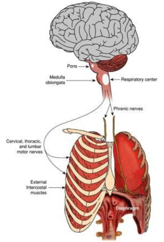 RESPIRATORY STIMULANT