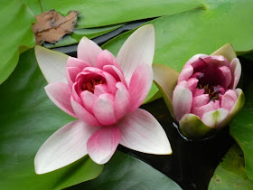 Lingering Garden Suzhou water lily by garden muses-Toronto gardening blog