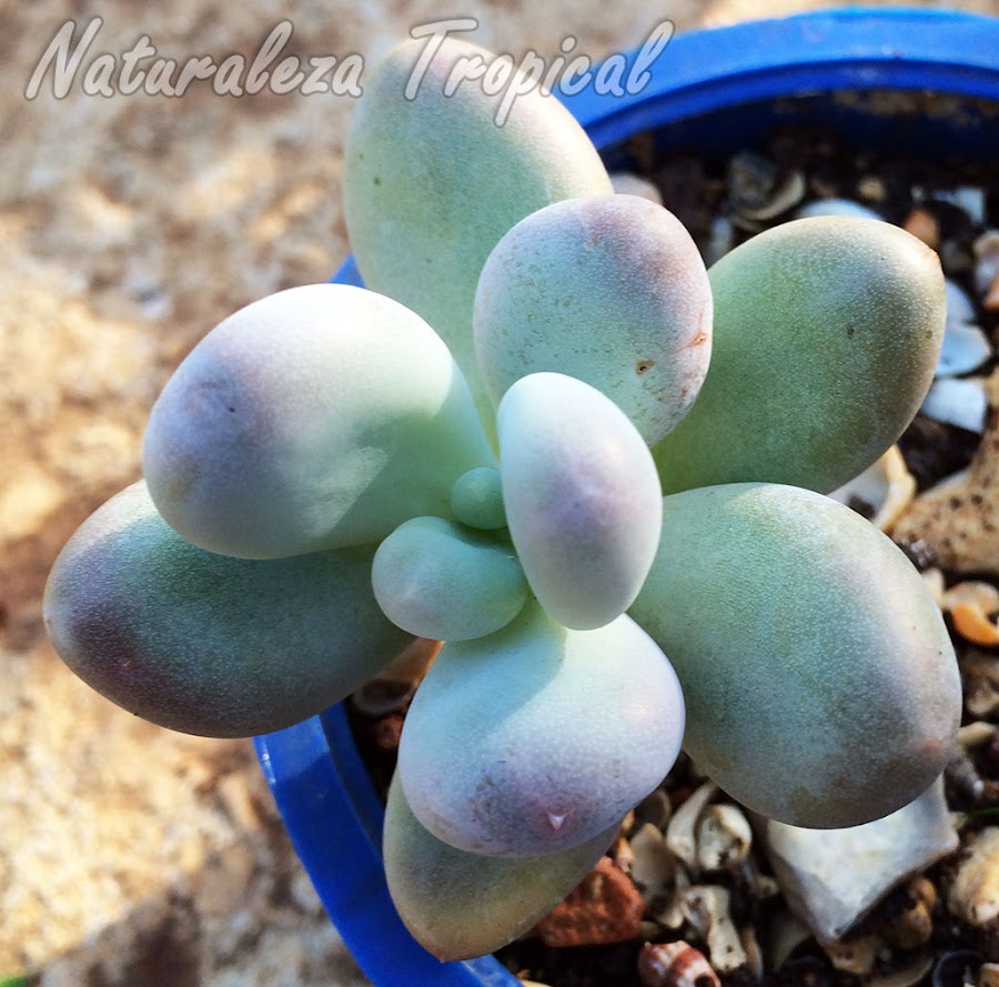 La hermosa suculenta Pachyphytum oviferum