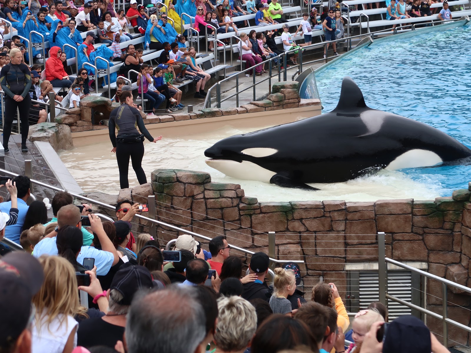 Where is Cookie?: SeaWorld's new orca show is eye-popping entertainment ...