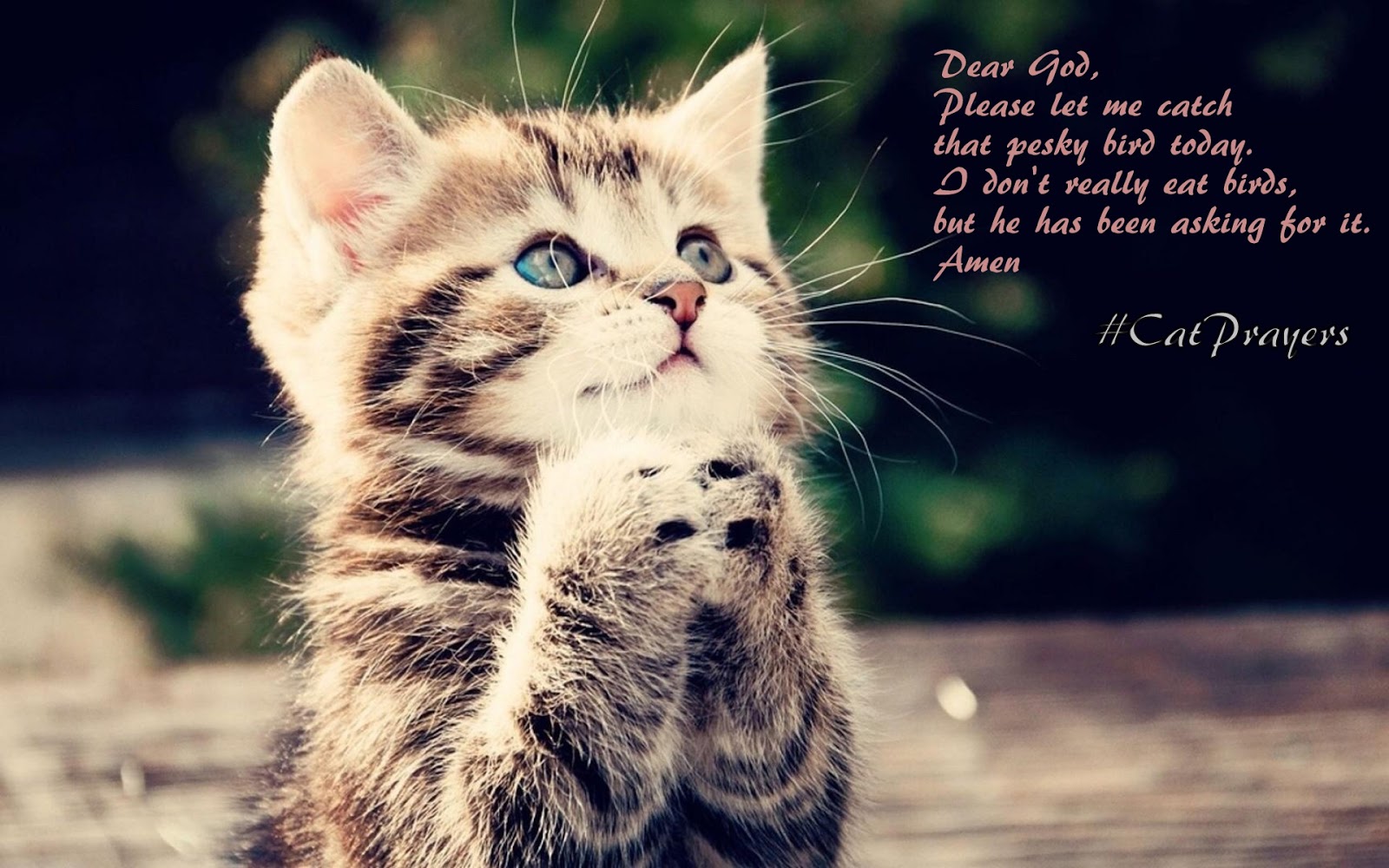 Living For The Future Cat Prayers