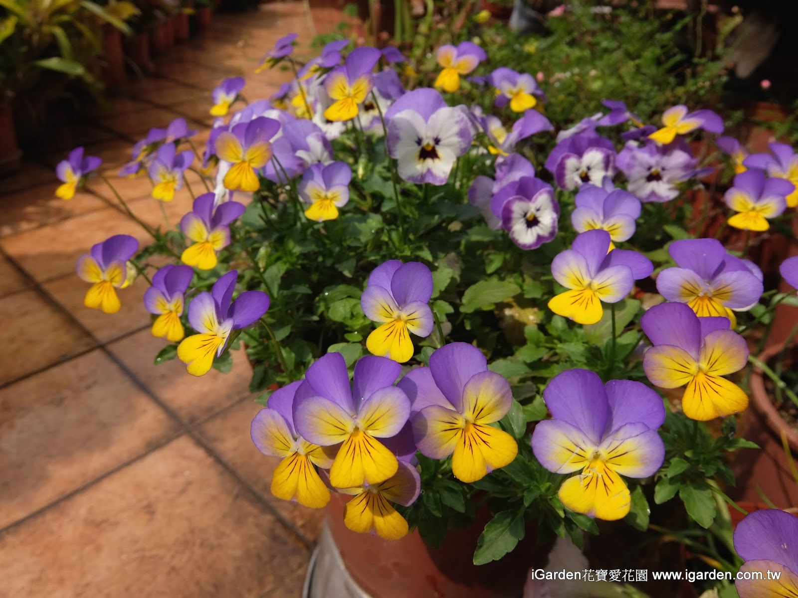 可食用花卉有哪些 這些 高顏值 鮮花竟然也可以入菜 園藝部落格 Igarden 花寶愛花園園藝文摘plus