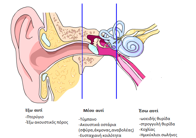 τι γνωριζετε για τον κοχλια του αυτιου