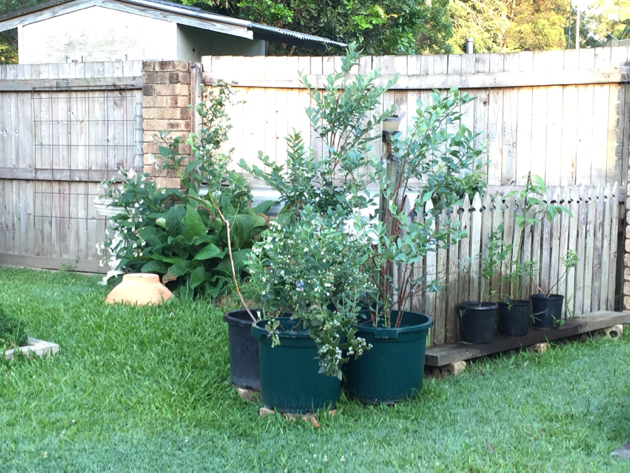 How To Grow Blueberries Down Earth Keep The Berries Close Together To Aid In Pollination There Are Two Blueberry Seedlings On Side As Well One Avocado I M Growing From Seed
