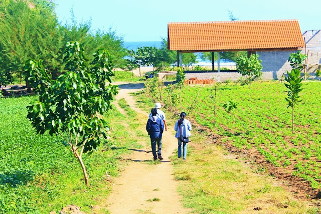 pantai pangi