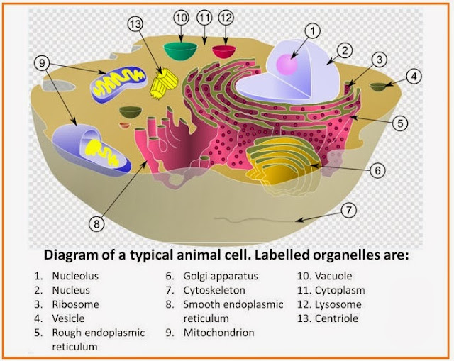 SEL - JARINGAN - ORGAN -. - BIOMA - BIOSFER - Biology Page