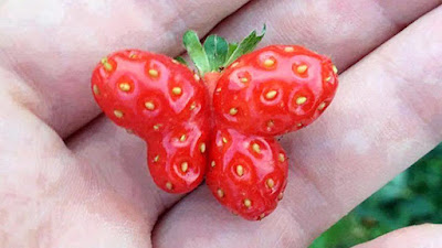 strawberry berbentuk seperti kupu-kupu