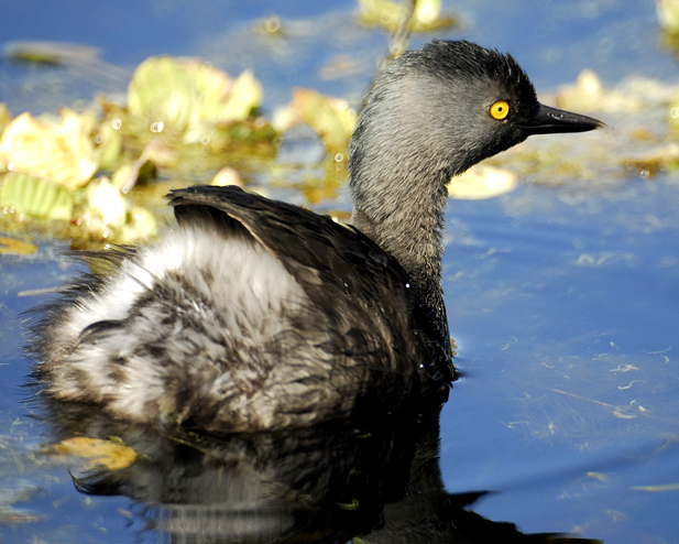 Bellas Aves de El Salvador Tachybaptus dominicus (colimbo o patito