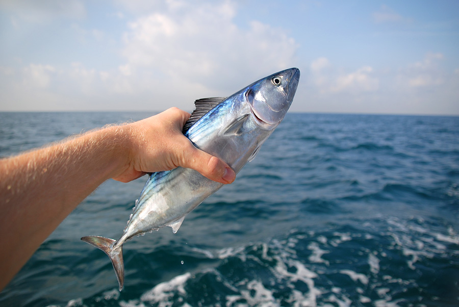 Рыбалка черного моря Рыбалка черного моря